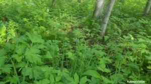 Тихая Охота открыта Разведка по Красноголовикам близи дома