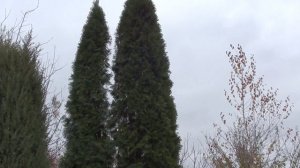 Как правильно связать стволы туи. Что лучше - туя в один ствол или в несколько. #Туиcмарагд