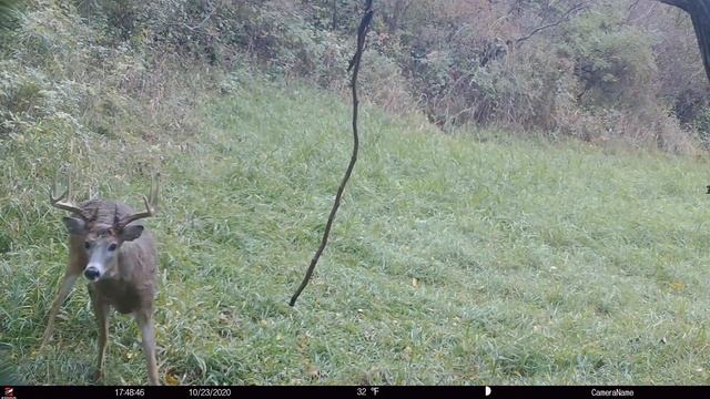 Static vs Dynamic Trail Camera Strategies смотреть онлайн