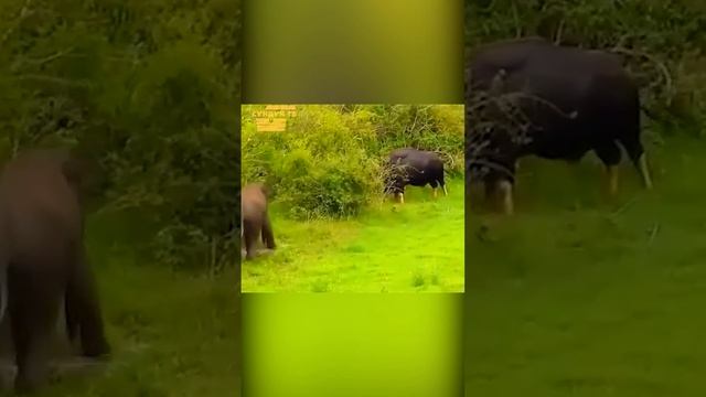 Слон против быка.