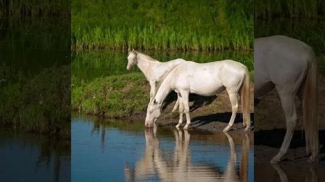 Сколько стоит Ахалтекинская лошадь Изабеловой Масти