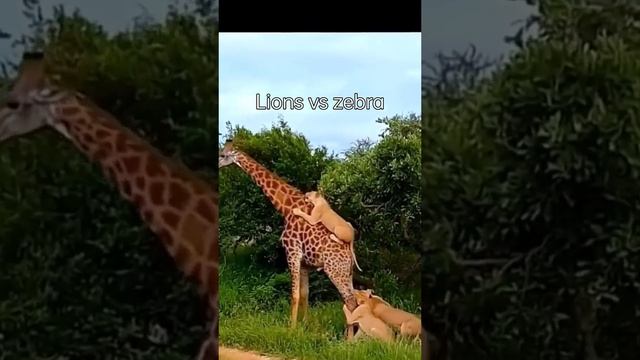 lion 🦁 huntting zebra#short #animals #live #cute #viral #leopard # youtube смотреть онлайн