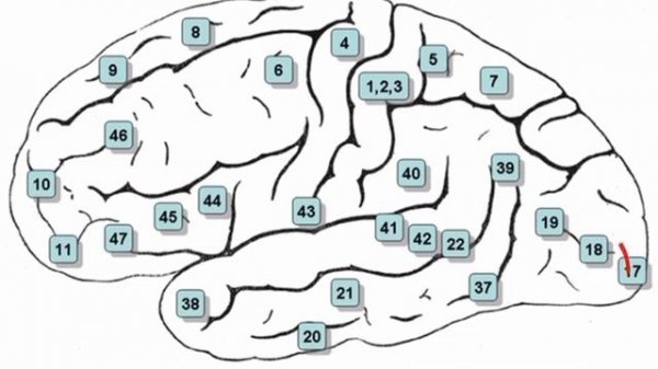 Поля Бродмана