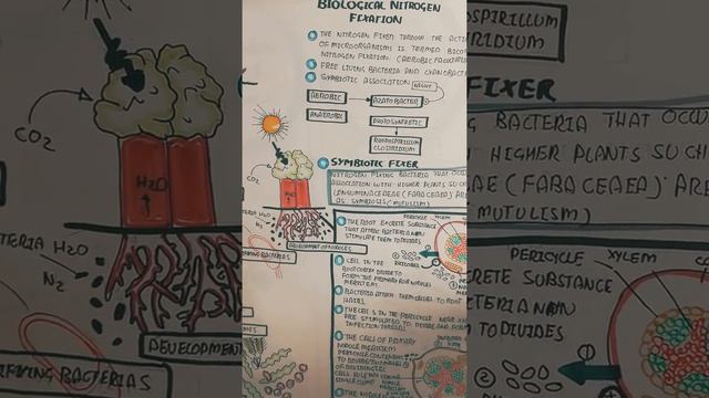 nitrogen cycle#biochemistry#fixation by bacteria/symbiosis through nodules#development #coming soon смотреть онлайн