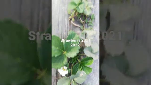 Strawberry 1 December 2021 Fruiting Stage