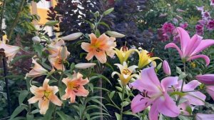 Лилии в саду 2024. Сорта. Розелили, ОТ-гибриды, Азиатские