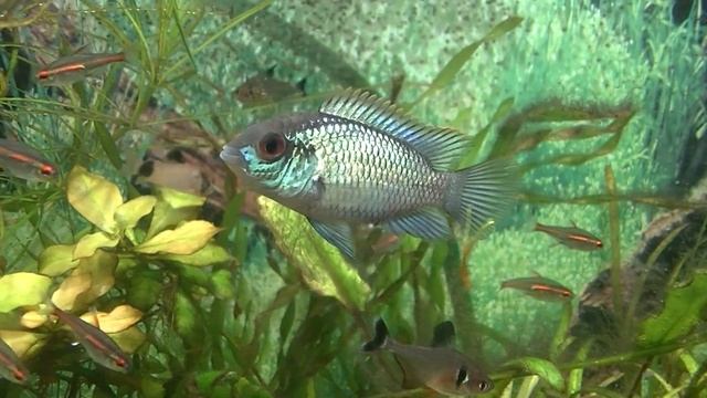 Моя банка. Водоросли. смотреть онлайн