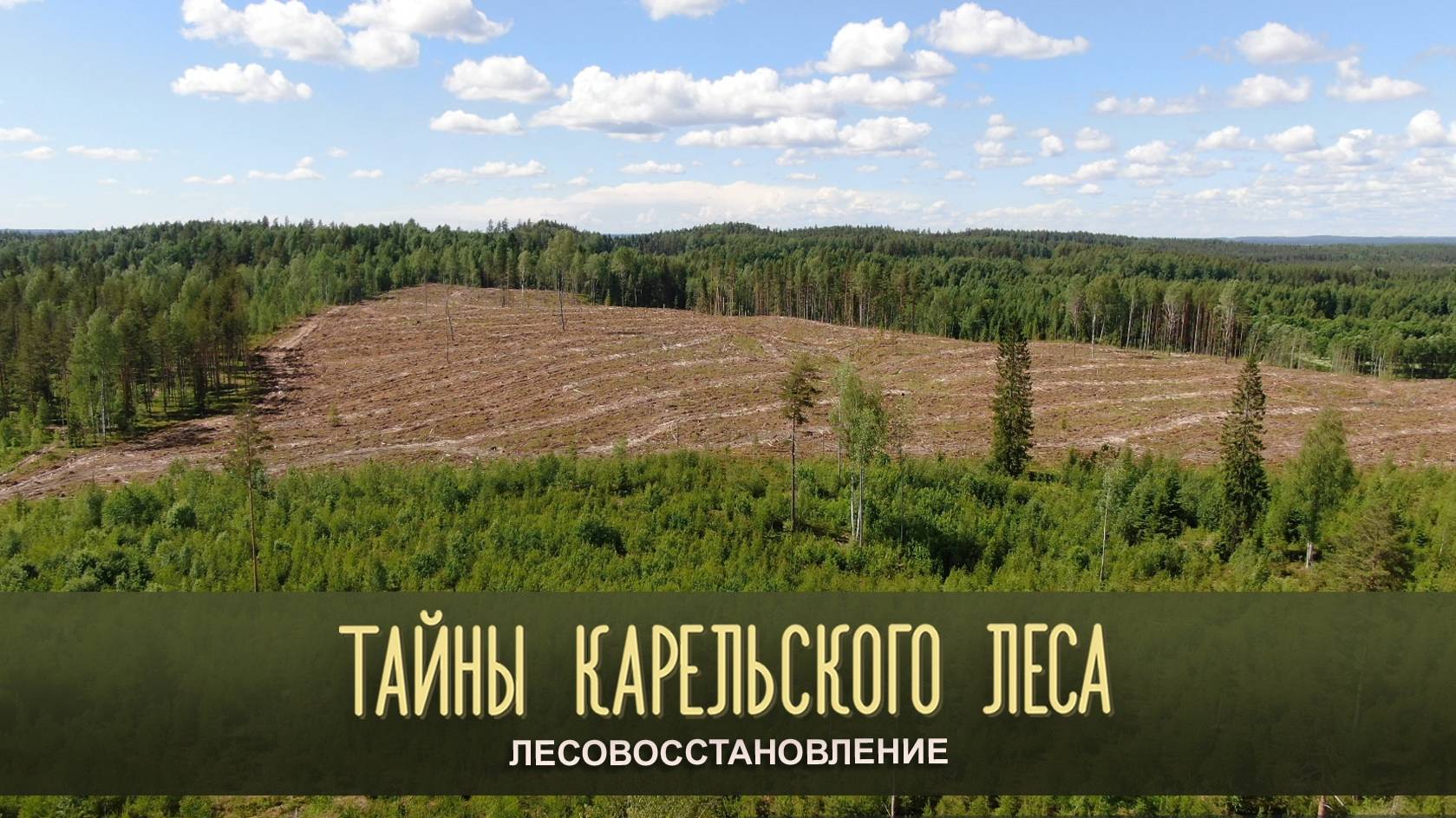 ЛЕСОВОССТАНОВЛЕНИЕ | Тайны карельского леса смотреть онлайн