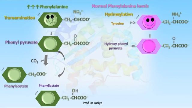Phenylalanine metabolism смотреть онлайн