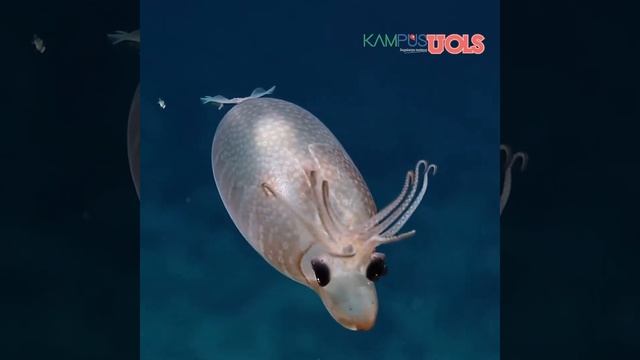 Sotong Anak Khinzir Dikesan Di Selatan Hawaii