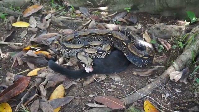 Boa Catches Giant Weasel (tayra) Amazon смотреть онлайн