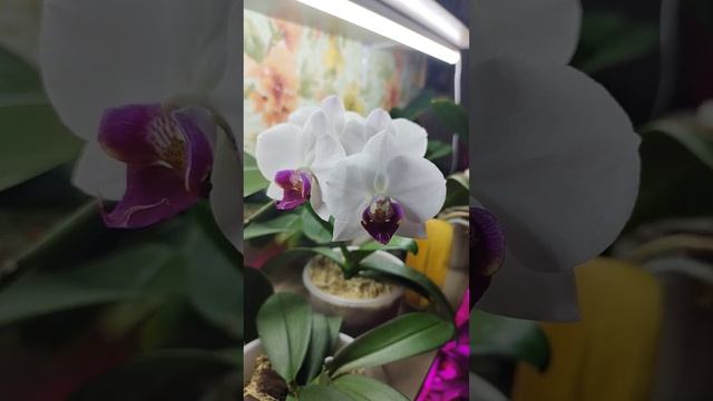 Орхидеи и полноценное питание, что им понравилось больше? Продолжение следует... смотреть онлайн