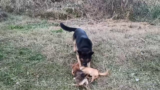 Спешу куда то день деньской/Жизнь станочная, кубанская обычная. смотреть онлайн