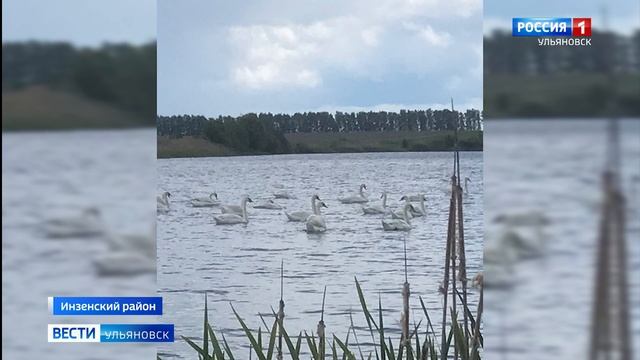 Молодые особи мигрируют смотреть онлайн