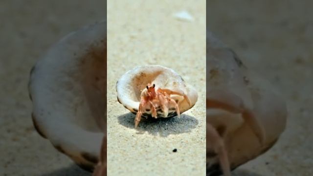 Baby hermit crab struggling to carry a shell twice his size смотреть онлайн