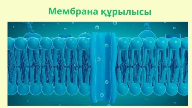 1_бөлім_Жасушалық биология_ Жасуша мембранасының құрылысы# биология#ұбт2024#мемлекеттік емтихан#11