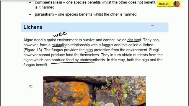Symbiotic Relationships | Biology | Grade11 смотреть онлайн
