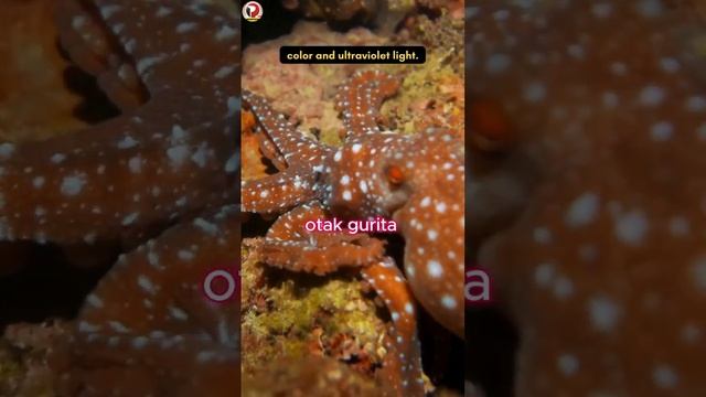 Gurita  Hewan Cerdas  Apakah Benar benar Cerdas  Cerita Paul Gurita