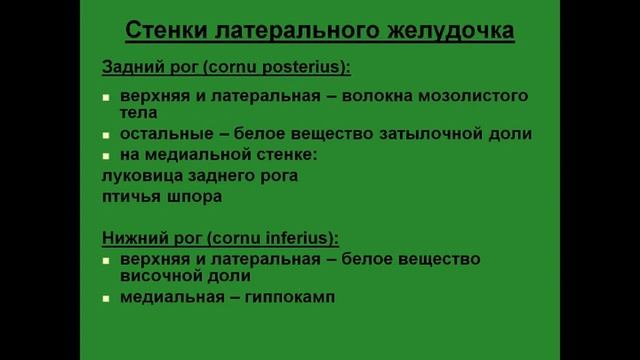 Латеральные желудочки мозга