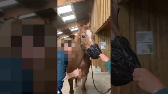 Examen respiratoire pour Mélissa #cheval #elevage #equitation #veterinaire смотреть онлайн