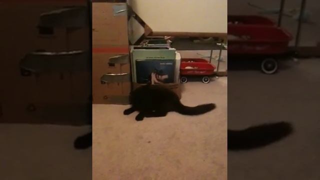 Cerebellar Hypoplasia Kitten