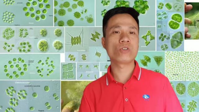 QUẢN LÝ TẢO VÀ PH 40 NGÀY ĐẦU THẢ NUÔI | Lê Đức Chung Official смотреть онлайн