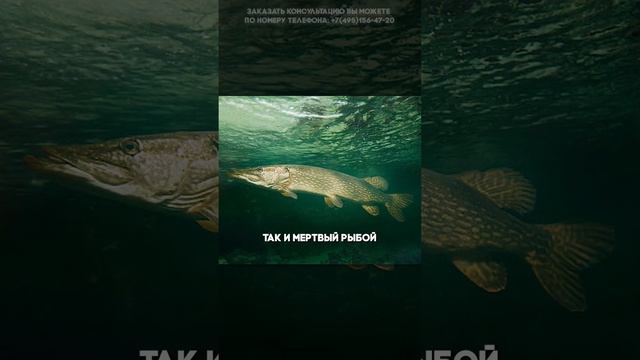 Топ-3 интересных факта о щуках! смотреть онлайн