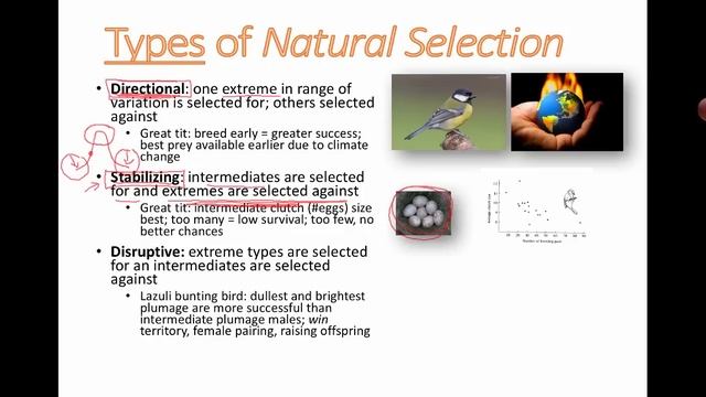 Types of Natural Selection (IB Biology) смотреть онлайн