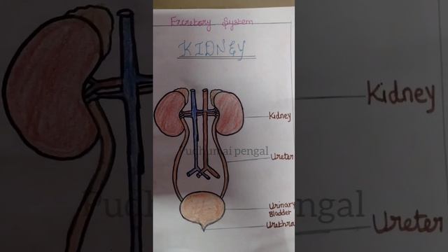 Excretory System/Kidney/ How To Draw Kidney And Label The Parts