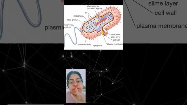 prokaryotic cell part 2 #biology101 #easypeasy #editing #funlearning смотреть онлайн