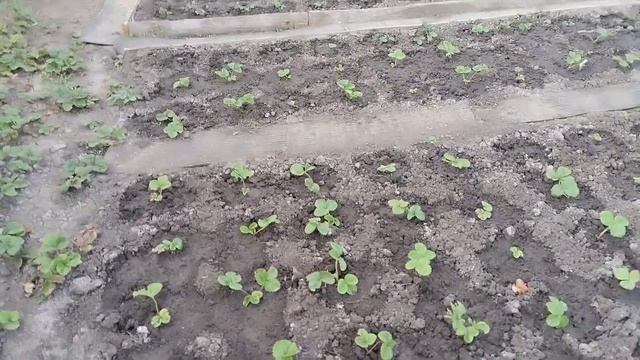 Подкормите клубнику после высадки розеток через три недели. смотреть онлайн