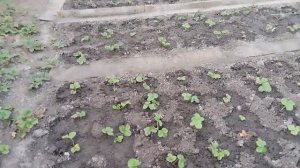 Подкормите клубнику после высадки розеток через три недели.