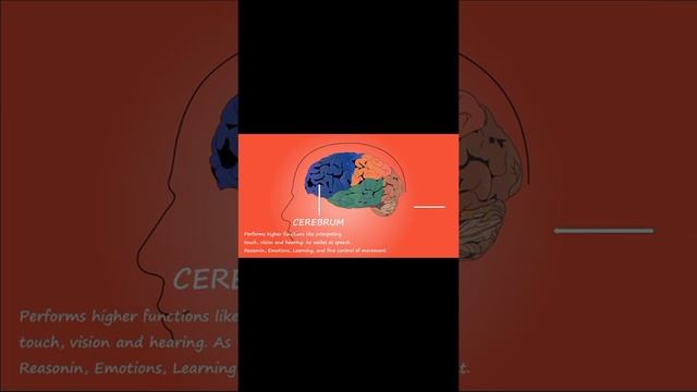 Parts of Brain & it's functions смотреть онлайн