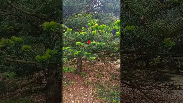 The famous Royal Botanical Garden of #Edinburgh #Scotland #UnitedKingdom #travel @travelbrewing смотреть онлайн