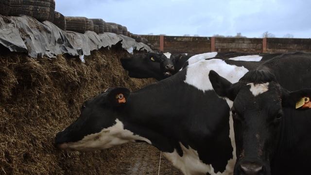 Self-feeding Silage: Considering The Environment