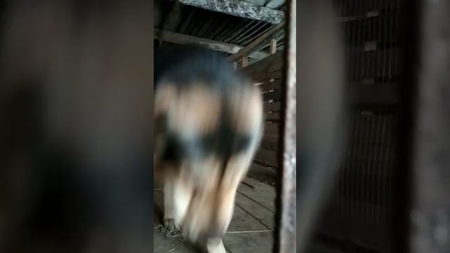 Собака алабай ест чистое мясо👍👍👍 смотреть онлайн