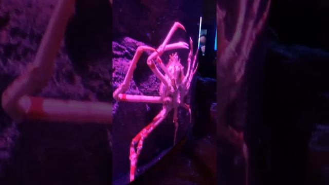 Giant Spider Crab