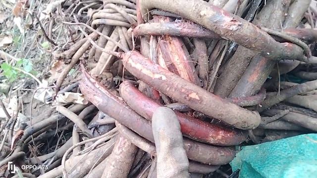 kwm Phab rov mus khawb tshuaj kho mob sib kis ntawm Kev nkauj nraug dua смотреть онлайн
