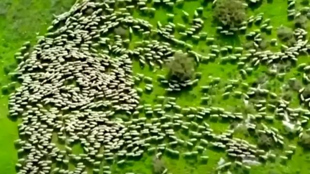 Дрон заснял то, чего никто не должен был видеть! Кадры не для слабонервных! смотреть онлайн