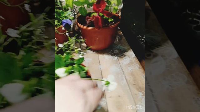 Идеи цветочных композиций из очень простых цветов