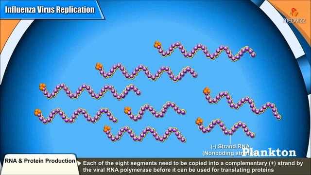 Influenza virus replication Cycle смотреть онлайн