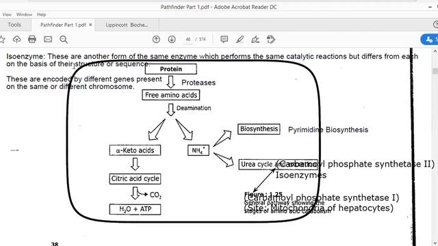 Lecture 2 Amino acid catabolism смотреть онлайн