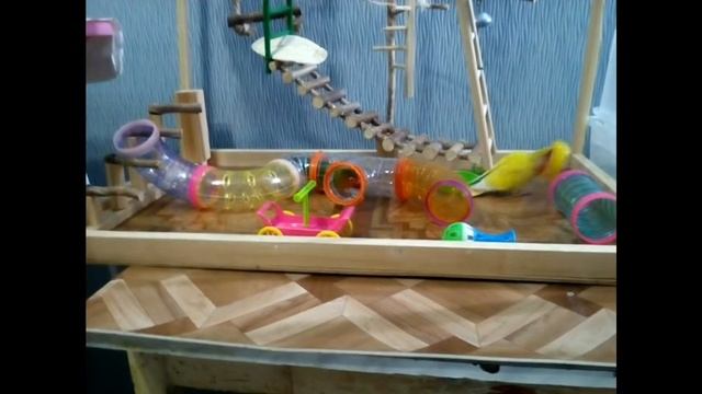 Неразлучник Прося прячется от Гарика в лабиринте,он злится и потом все охлаждаются в фонтане смотреть онлайн