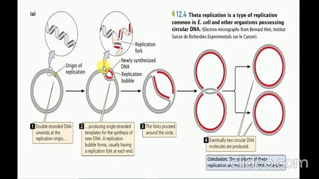 DNA Replication in Prokaryotes | sigma replication |theta replication смотреть онлайн
