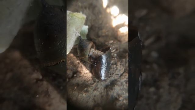 A Parasitoid larva Killed a Monarch Butterfly Pupa #entomology смотреть онлайн