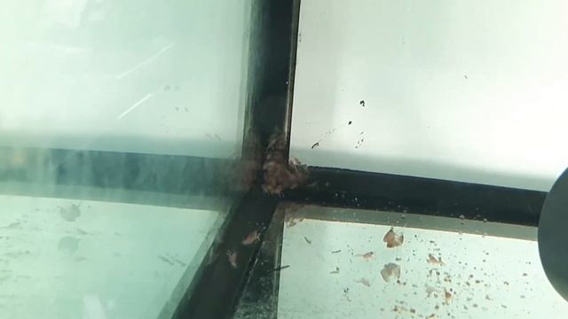 Австралийский рак смотреть онлайн