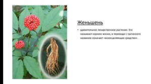 Видеоурок по предмету «Окружающий мир», тема «Растения Красной книги»