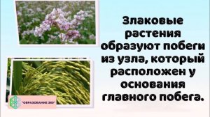 УРОК 2|7 класс.Систематика растений.