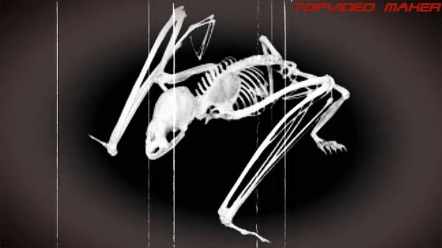 PRIMERO FUE CAMAZOTZ LUEGO LLEGÓ BATMAN | TVM смотреть онлайн