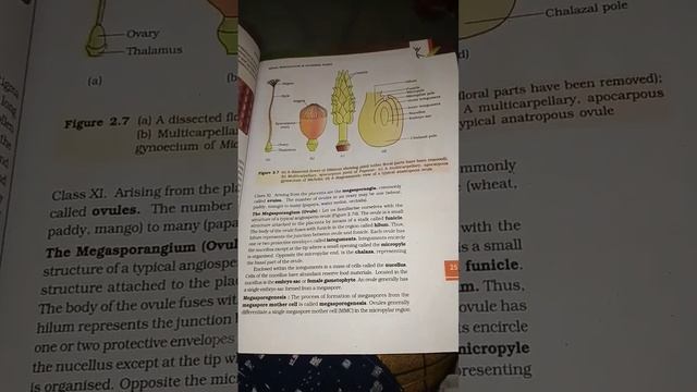 12 class biology chapter 2 Sexual reproduction in flowering plant NCERT смотреть онлайн